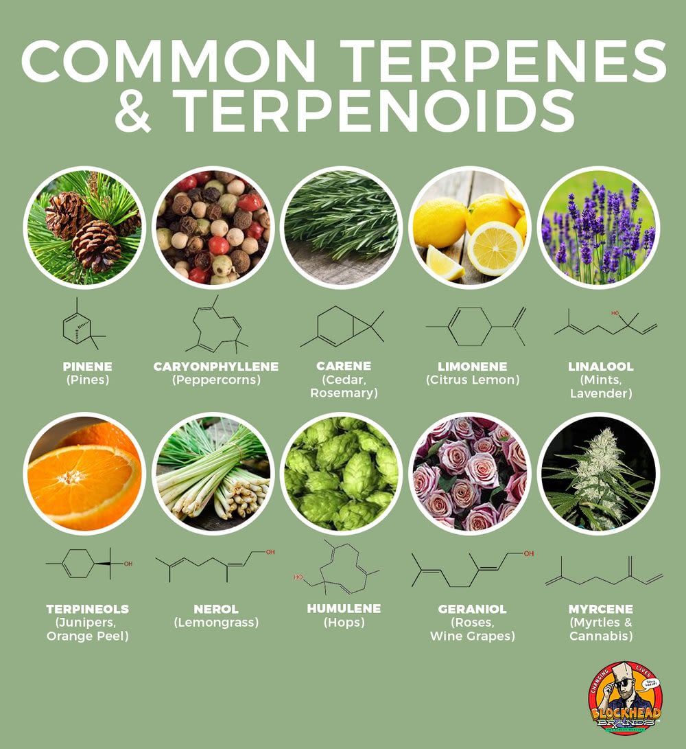 The most important terpenes