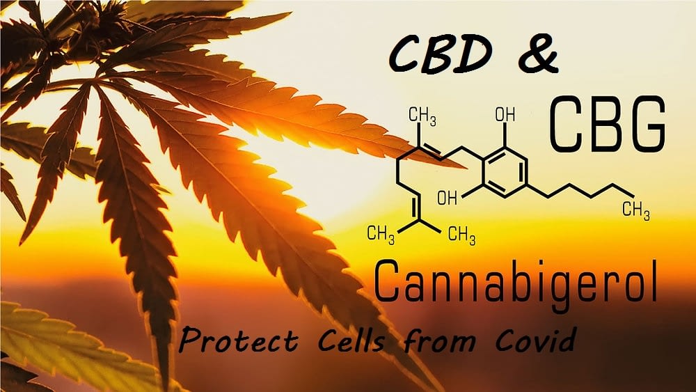 cannabinoids protect cells from covid