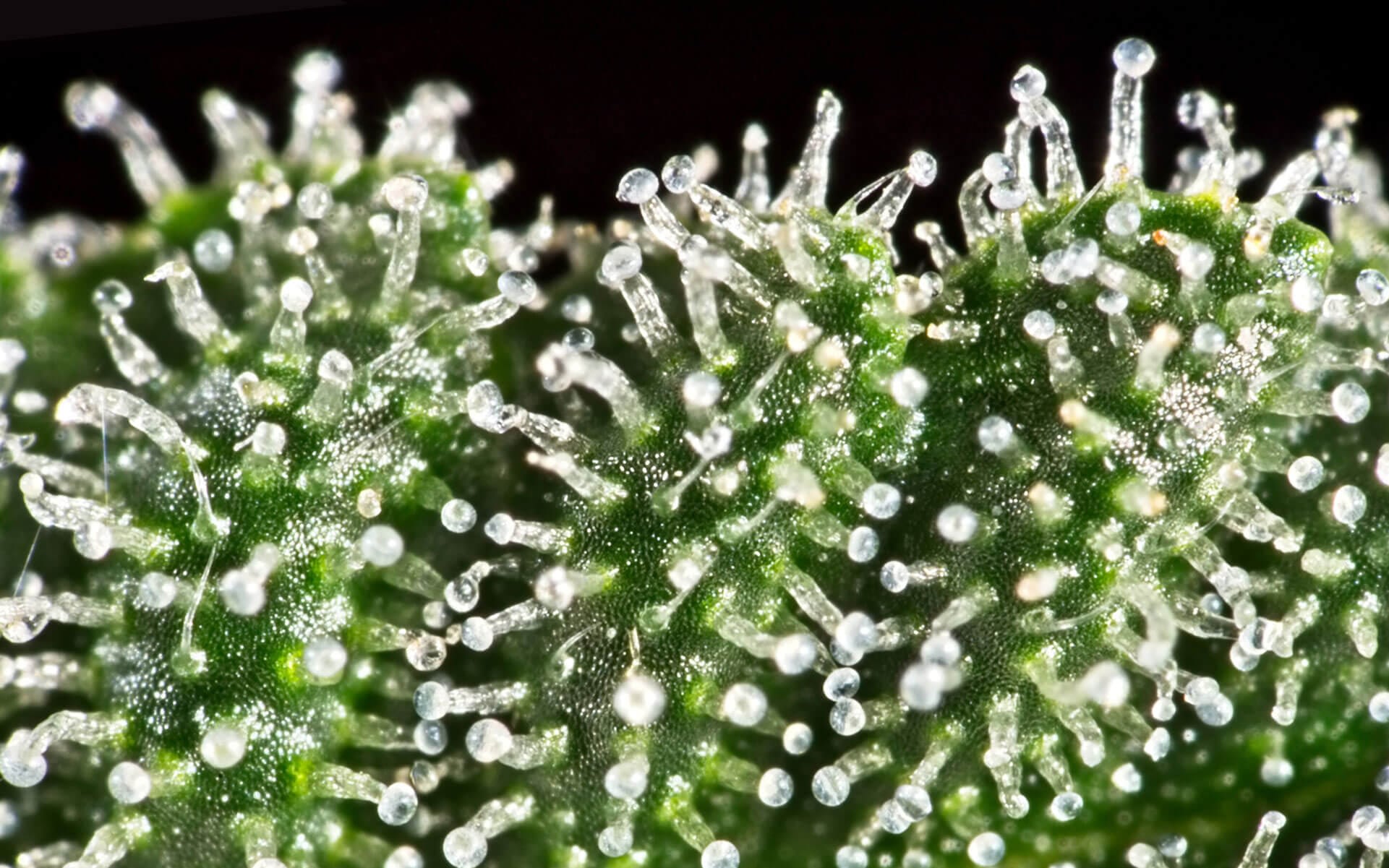 The Crystals of Trichomes