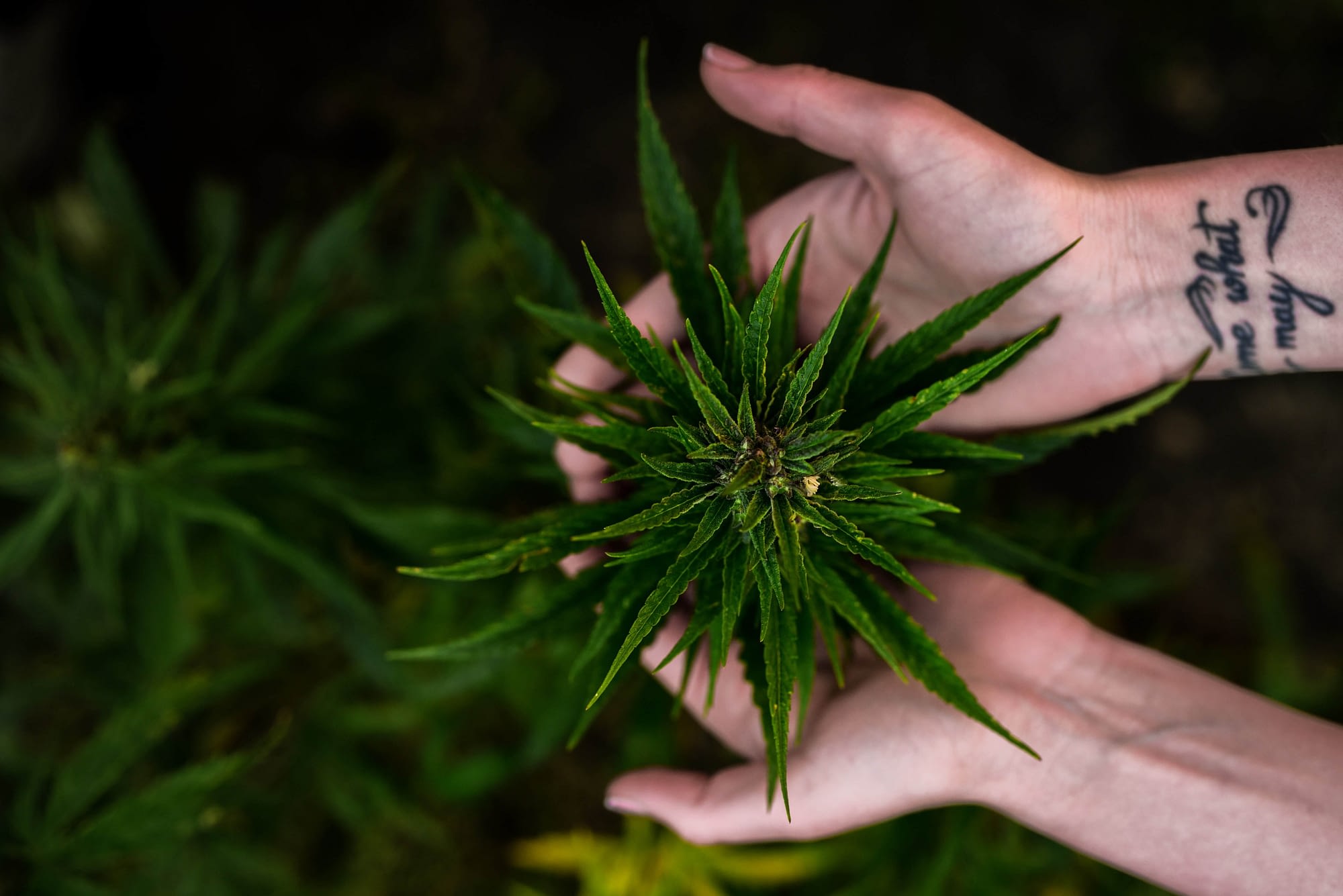 how to feminize cannabis seeds