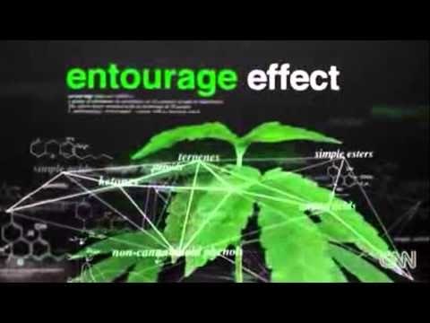 definition of entourage effect