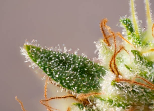 4 little-known facts from hemp terpenes