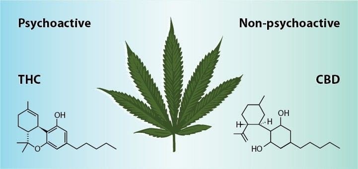difference between CBD and THC