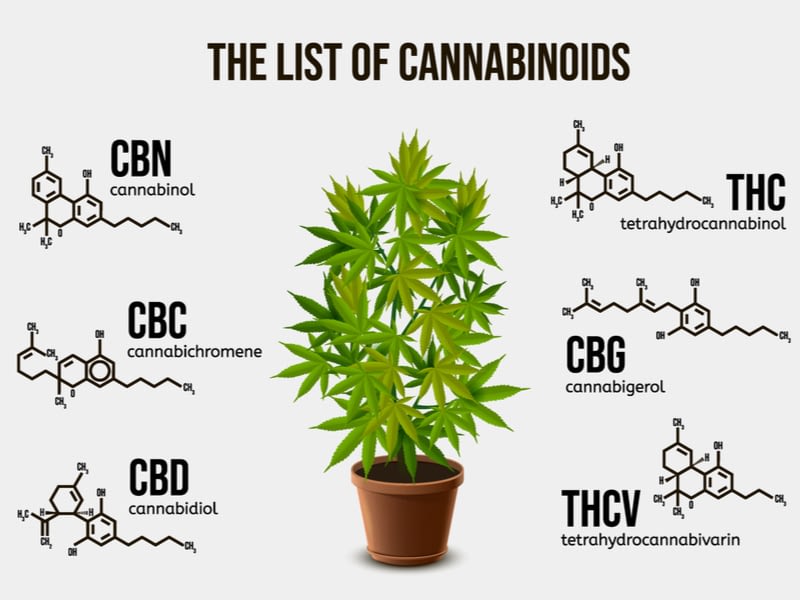 hemp cannabinoid profiles
